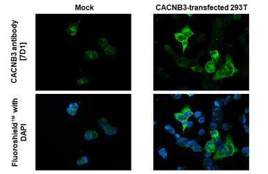 Anti-CACNB3 antibody [7D1] used in Immunocytochemistry/ Immunofluorescence (ICC/IF). GTX632268