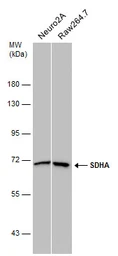 Anti-SDHA antibody [GT20710] used in Western Blot (WB). GTX632636