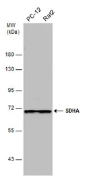 Anti-SDHA antibody [GT20710] used in Western Blot (WB). GTX632636