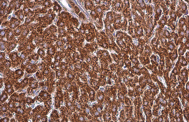 Anti-SDHA antibody [GT20710] used in IHC (Paraffin sections) (IHC-P). GTX632636