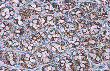 Anti-SDHA antibody [GT20710] used in IHC (Paraffin sections) (IHC-P). GTX632636