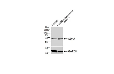 Anti-SDHA antibody [GT20710] used in Western Blot (WB). GTX632636