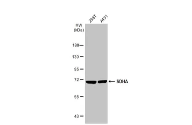 Anti-SDHA antibody [GT20710] used in Western Blot (WB). GTX632636