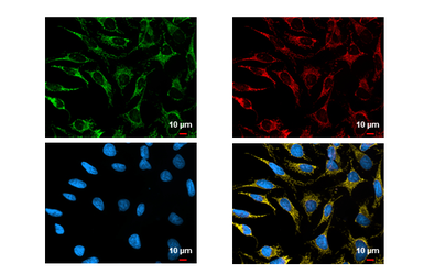 Anti-SDHA antibody [GT20710] used in Immunocytochemistry/ Immunofluorescence (ICC/IF). GTX632636