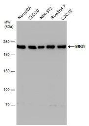 Anti-BRG1 antibody [GT2712] used in Western Blot (WB). GTX633391