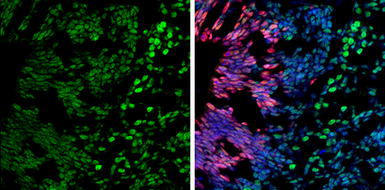 Anti-BRG1 antibody [GT2712] used in IHC (Frozen sections) (IHC-Fr). GTX633391