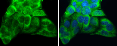 Anti-ATP6V1A antibody [GT811] used in Immunocytochemistry/ Immunofluorescence (ICC/IF). GTX633543