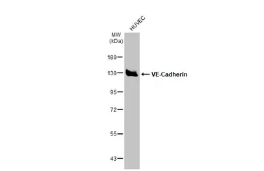 Anti-VE-Cadherin antibody [GT1369] used in Western Blot (WB). GTX633705