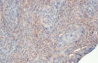 Anti-VE-Cadherin antibody [GT1369] used in IHC (Paraffin sections) (IHC-P). GTX633705