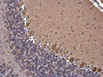 Anti-p130Cas antibody [GT331] used in IHC (Paraffin sections) (IHC-P). GTX633771