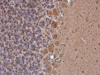 Anti-p130Cas antibody [GT331] used in IHC (Paraffin sections) (IHC-P). GTX633771