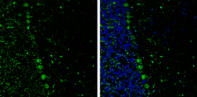 Anti-p130Cas antibody [GT331] used in IHC (Frozen sections) (IHC-Fr). GTX633771