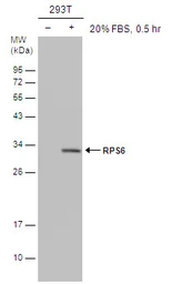 Anti-RPS6 (phospho Ser235) antibody [GT4610] used in Western Blot (WB). GTX633811