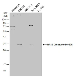 Anti-RPS6 (phospho Ser235) antibody [GT4610] used in Western Blot (WB). GTX633811