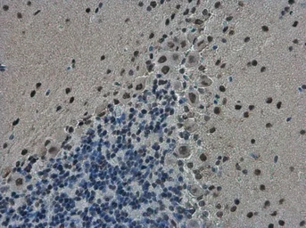 Anti-TDP43 antibody [GT6310] used in IHC (Paraffin sections) (IHC-P). GTX633973