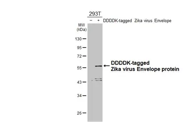 Anti-Zika virus Envelope protein antibody [GT363] used in Western Blot (WB). GTX634155