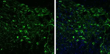 Anti-Tyrosine Hydroxylase antibody [GT234] used in IHC (Paraffin sections) (IHC-P). GTX634481