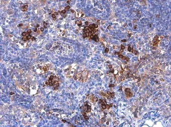 Anti-IDO1 antibody [GT273] used in IHC (Paraffin sections) (IHC-P). GTX634652