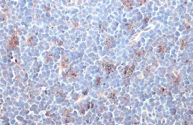 Anti-IDO1 antibody [GT273] used in IHC (Paraffin sections) (IHC-P). GTX634652