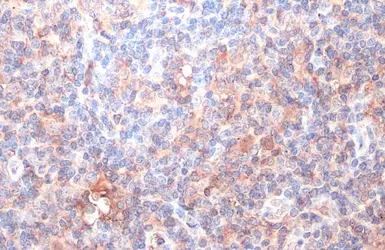 Anti-IDO1 antibody [GT273] used in IHC (Paraffin sections) (IHC-P). GTX634652