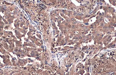 Anti-PKM antibody [GT1810] used in IHC (Paraffin sections) (IHC-P). GTX634796