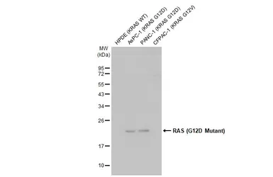 Anti-RAS (G12D Mutant) antibody [HL10] used in Western Blot (WB). GTX635362