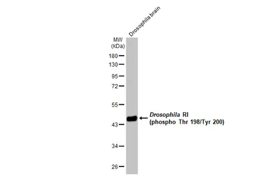 Anti-ERK1 (phospho Thr202/Tyr204) + ERK2 (phospho Thr185/Tyr187) antibody [HL173] used in Western Blot (WB). GTX635617