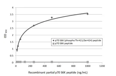 Anti-p70 S6K (phospho Thr421/Ser424) antibody [HL129] used in  (). GTX635621