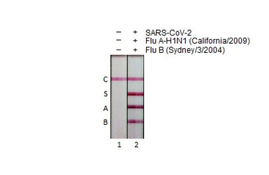 Anti-SARS-CoV-2 (COVID-19) Nucleocapsid antibody [HL455] used in Lateral Flow (Lateral Flow). GTX635688