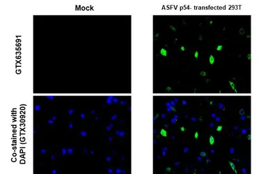 Anti-ASFV p54 antibody [GT1075] used in IHC (Paraffin sections) (IHC-P). GTX635691