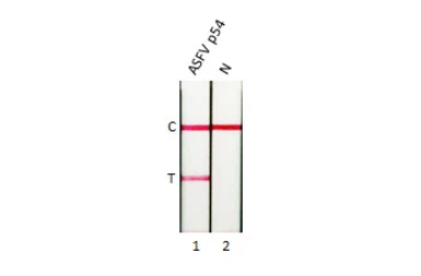 Anti-ASFV p54 antibody [GT1075] used in Lateral Flow (Lateral Flow). GTX635691