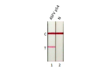 Anti-ASFV p54 antibody [GT1075] used in Lateral Flow (Lateral Flow). GTX635691