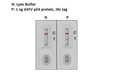 Anti-ASFV p54 antibody [GT1075] used in Lateral Flow (Lateral Flow). GTX635691