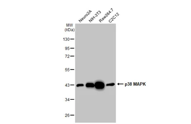 Anti-p38 MAPK antibody [HL1006] used in Western Blot (WB). GTX635797