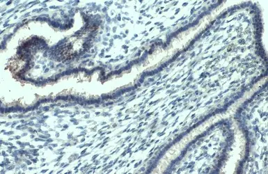 Anti-JNK (phospho Thr183/Tyr185) antibody [HL1008] used in IHC (Paraffin sections) (IHC-P). GTX635799