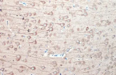 Anti-GSK3 beta antibody [GT16711] used in IHC (Paraffin sections) (IHC-P). GTX635816