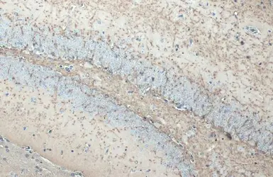 Anti-Myelin basic protein antibody [HL1033] used in IHC (Paraffin sections) (IHC-P). GTX635873