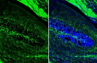 Anti-Myelin basic protein antibody [HL1033] used in IHC (Frozen sections) (IHC-Fr). GTX635873