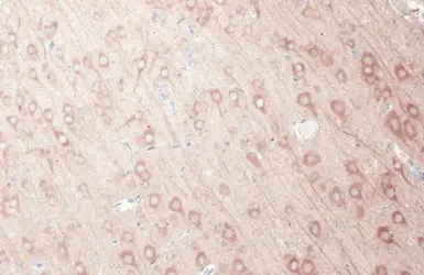 Anti-GSK3 beta antibody [GT1619] used in IHC (Paraffin sections) (IHC-P). GTX635886