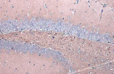 Anti-GSK3 beta antibody [GT1619] used in IHC (Paraffin sections) (IHC-P). GTX635886