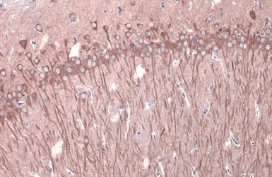 Anti-GSK3 beta antibody [GT1619] used in IHC (Paraffin sections) (IHC-P). GTX635886