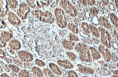 Anti-ACE2 antibody [GT19410] used in IHC (Paraffin sections) (IHC-P). GTX635897