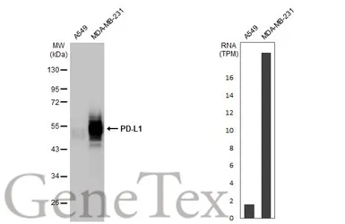 Anti-PD-L1 antibody [HL1041] used in Western Blot (WB). GTX635975