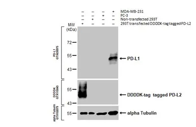 Anti-PD-L1 antibody [HL1041] used in Western Blot (WB). GTX635975