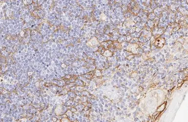 Anti-PD-L1 antibody [HL1041] used in IHC (Paraffin sections) (IHC-P). GTX635975