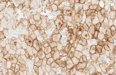 Anti-PD-L1 antibody [HL1041] used in IHC (Paraffin sections) (IHC-P). GTX635975