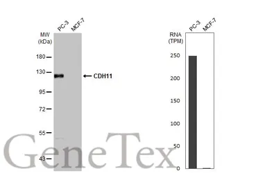 Anti-CDH11 antibody [HL1044] used in Western Blot (WB). GTX635978