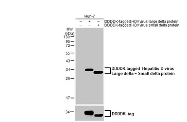 Anti-Hepatitis D virus Large delta + Small delta protein antibody [HL1055] used in Western Blot (WB). GTX636030