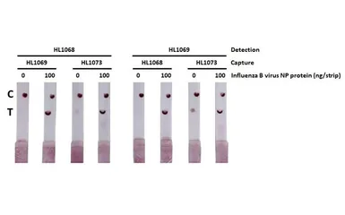 Anti-Influenza B virus Nucleoprotein antibody [HL1068] used in Lateral Flow (Lateral Flow). GTX636099