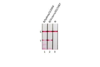 Anti-Influenza B virus Nucleoprotein antibody [HL1068] used in Lateral Flow (Lateral Flow). GTX636099